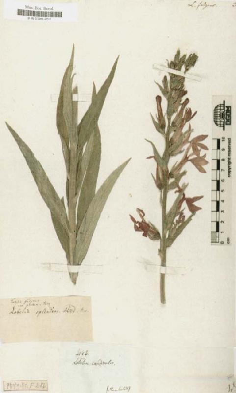 Alexander von Humboldt Lobelia fulgens